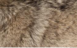 Photo Textures of Fur